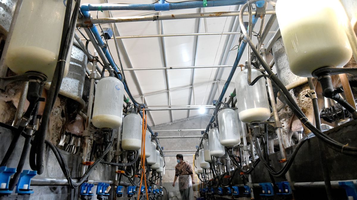 Zdaniem naukowców syntetyczne mleko to sposób na ograniczenie skutków zmian klimatu.