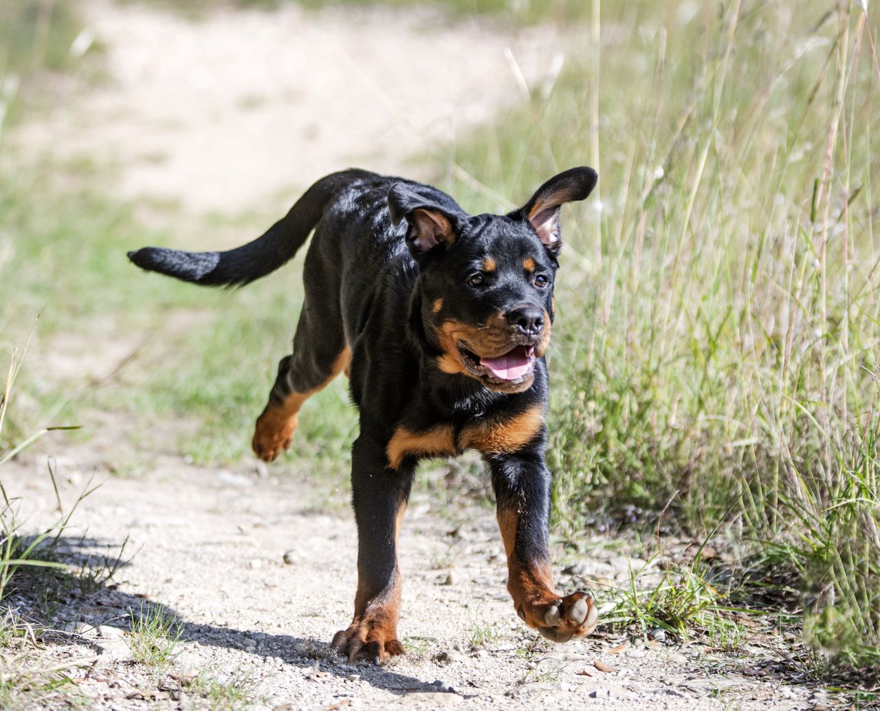 Jastrzębie-Zdrój: Bezpański rottweiler biegał po ulicach. Zaczepiał przechodniów