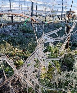 "Bomba z opóźnionym zapłonem". Rolnicy i sadownicy walczą o uratowanie, czego się da