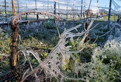 "Bomba z opóźnionym zapłonem". Rolnicy i sadownicy walczą o uratowanie, czego się da