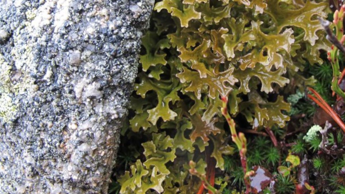 Płucnica islandzka przytulona do karkonoskiego kamienia.