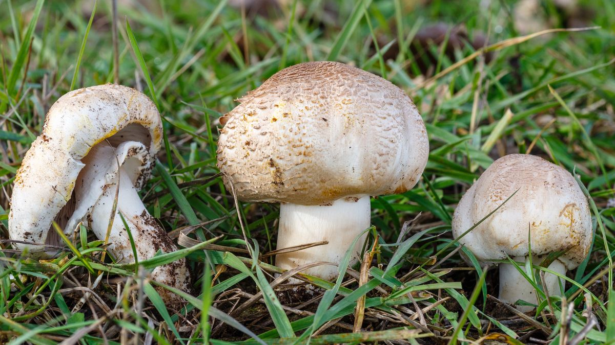 To bardzo podstępny i niebezpieczny grzyb