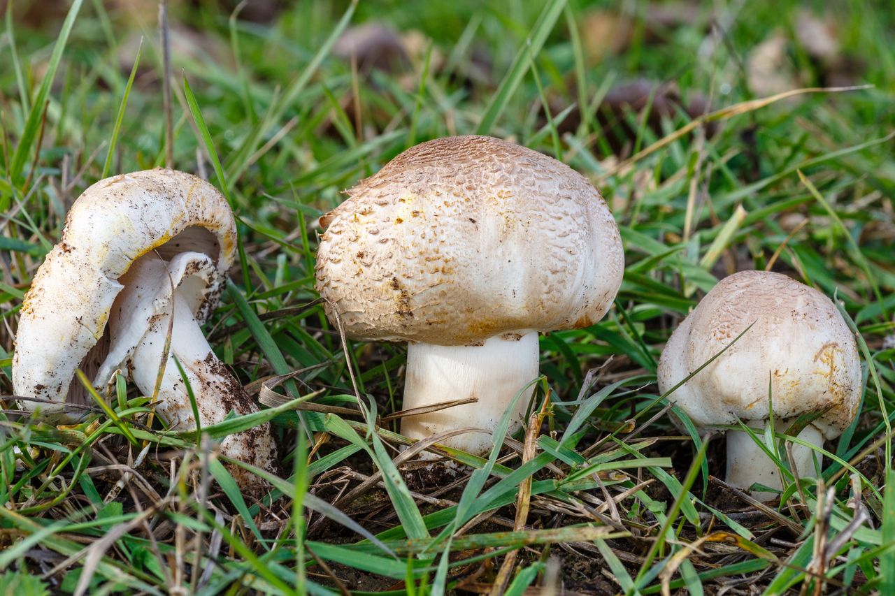 Wygląda jak jadalna pieczarka. Ale to bardzo podstępny i niebezpieczny grzyb