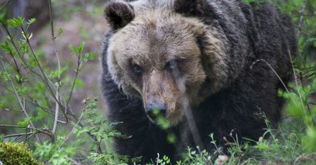 Niedźwiedź rozszarpał 52 kury. Objadł się i utknął w klatce dla drobiu
