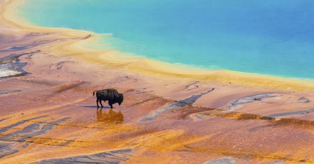 Zginął na oczach turystów. Przerażająca śmierć w Yellowstone
