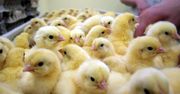 Ukraina zakazuje importu polskich jaj i drobiu. "Pisklęta zginą w męczarniach"