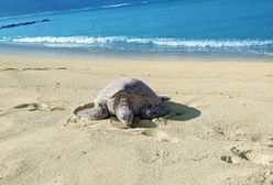 Przerażający widok w Meksyku. Setki martwych żółwi na plaży