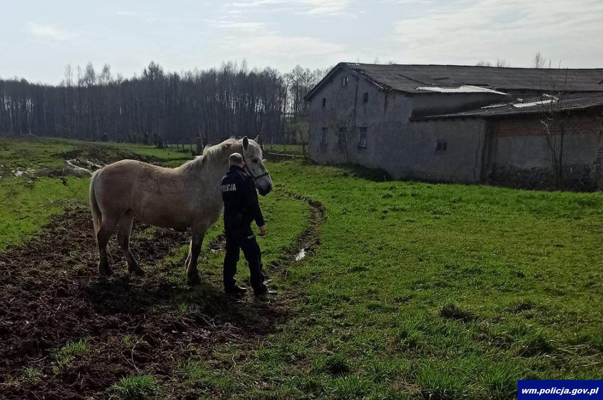 Koń uciekł właścicielowi. Interweniowali policjanci