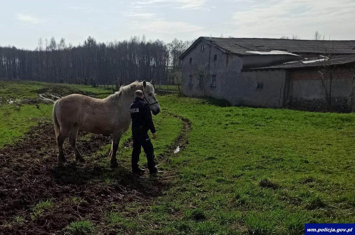 Uciekł mu koń. Wyrządził niemałe szkody