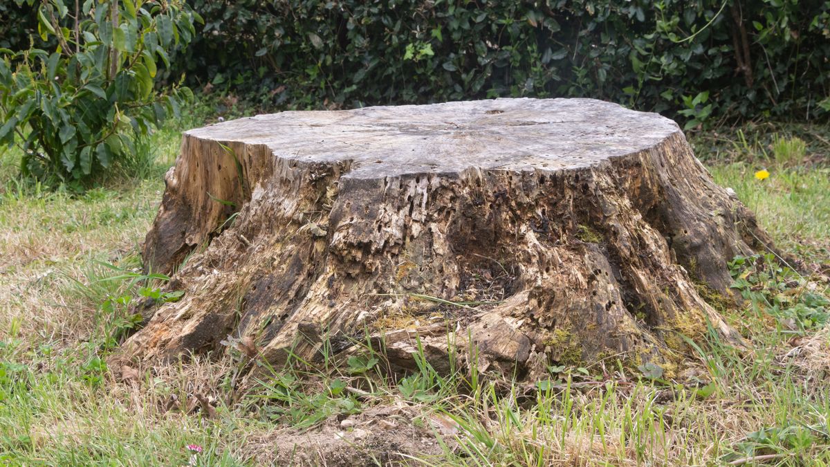 Jak usunąć pień po wyciętym drzewie?