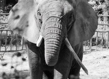 Nie żyje słonica Katka z gdańskiego zoo. Miała 56 lat