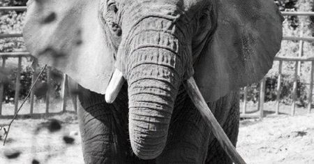 Nie żyje słonica Katka z gdańskiego zoo. Miała 56 lat