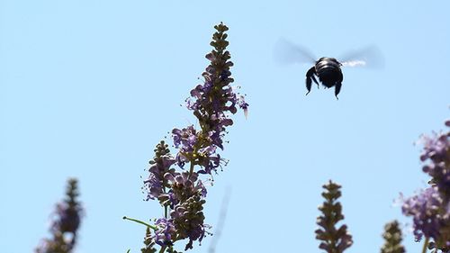Gadżeciarski "Lot Trzmiela" 1