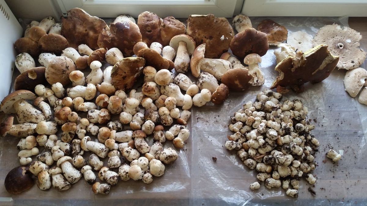 Okazy znalezione przez pana Romana w lasach w okolicach Myśliborza. 