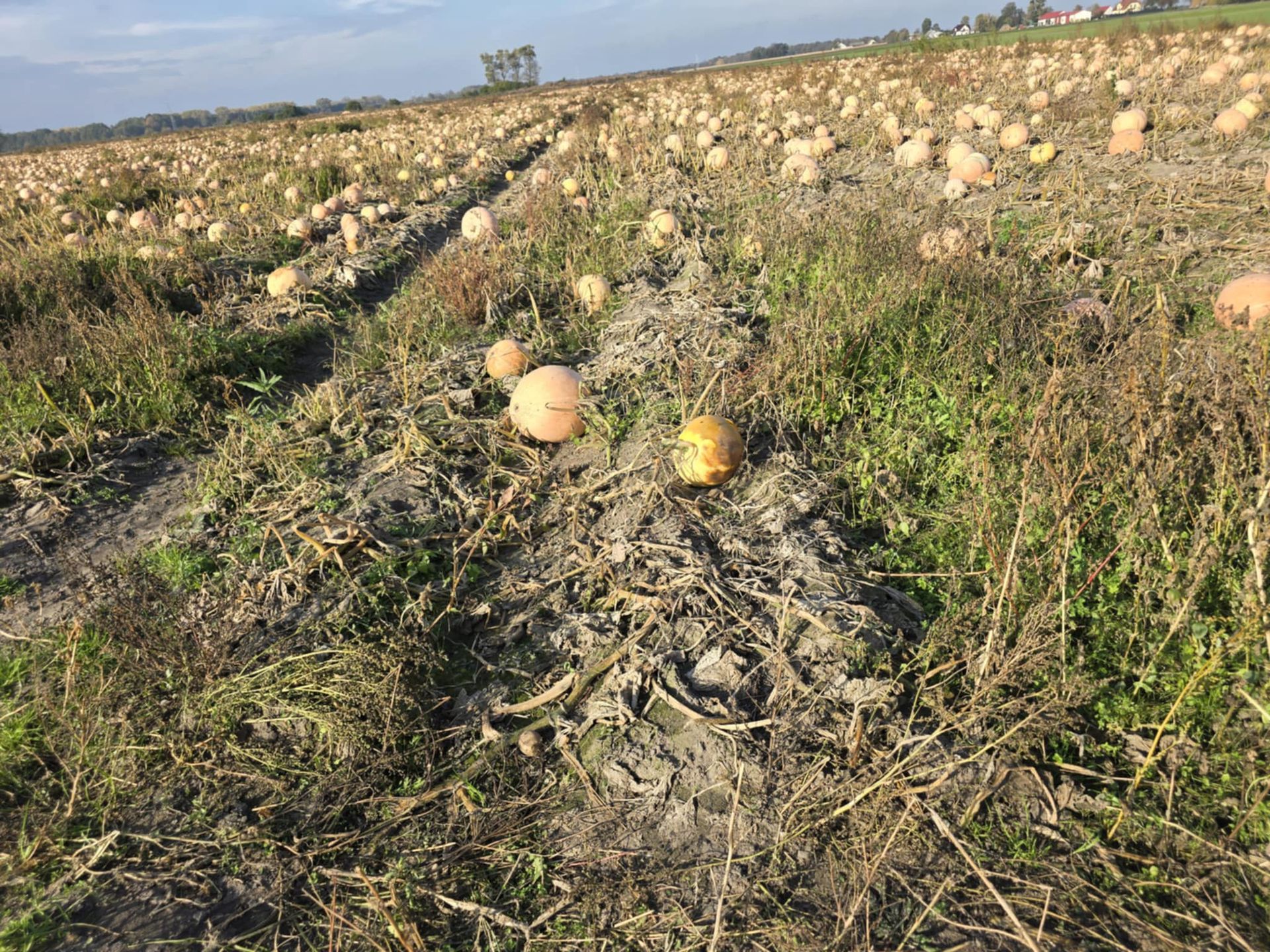 Wystarczy wejść na pole, zerwać i zapłacić