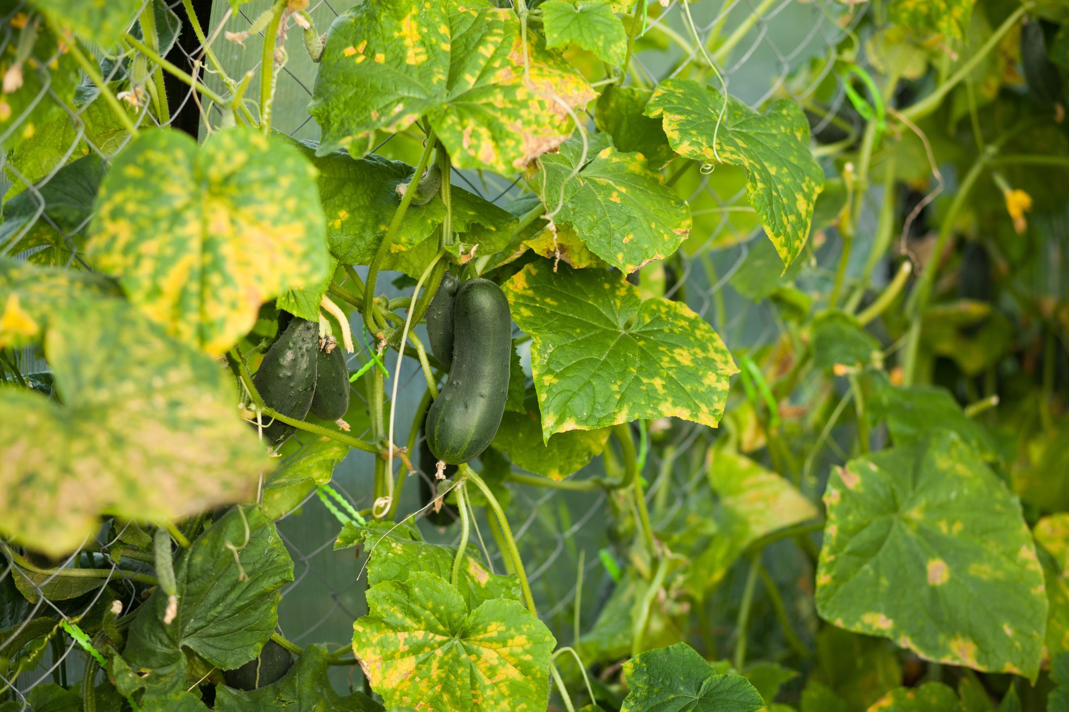 cucumber plant affected by diseases
cucumber plant affected by diseases in the greenhouse
Alina Demidenko
disease, green, spot, plant disease, garden, blight, target leaf spot, light, diseased, microscopic, powdery, fungal, infection, healthcare, fungicide, black, sample, fungi, culture, rose, bacteria, gummy, macro, blackspot, sick, damage, farming