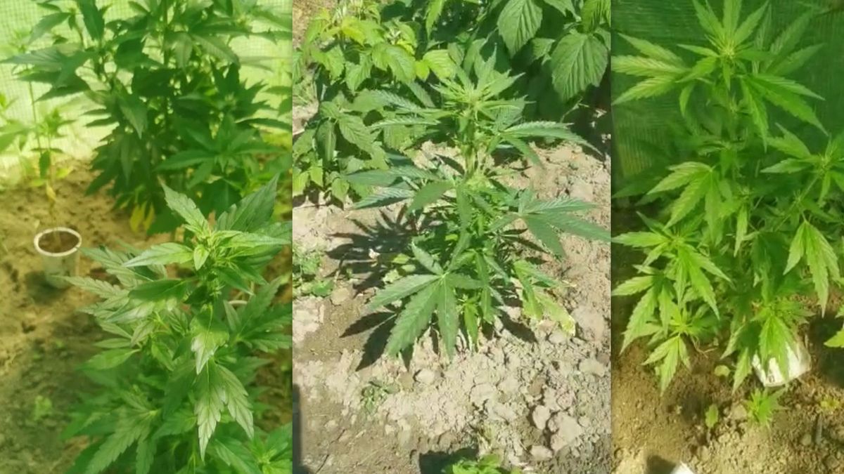  Seniorka nacierała się konopiami. Działały na nią "piorunująco"