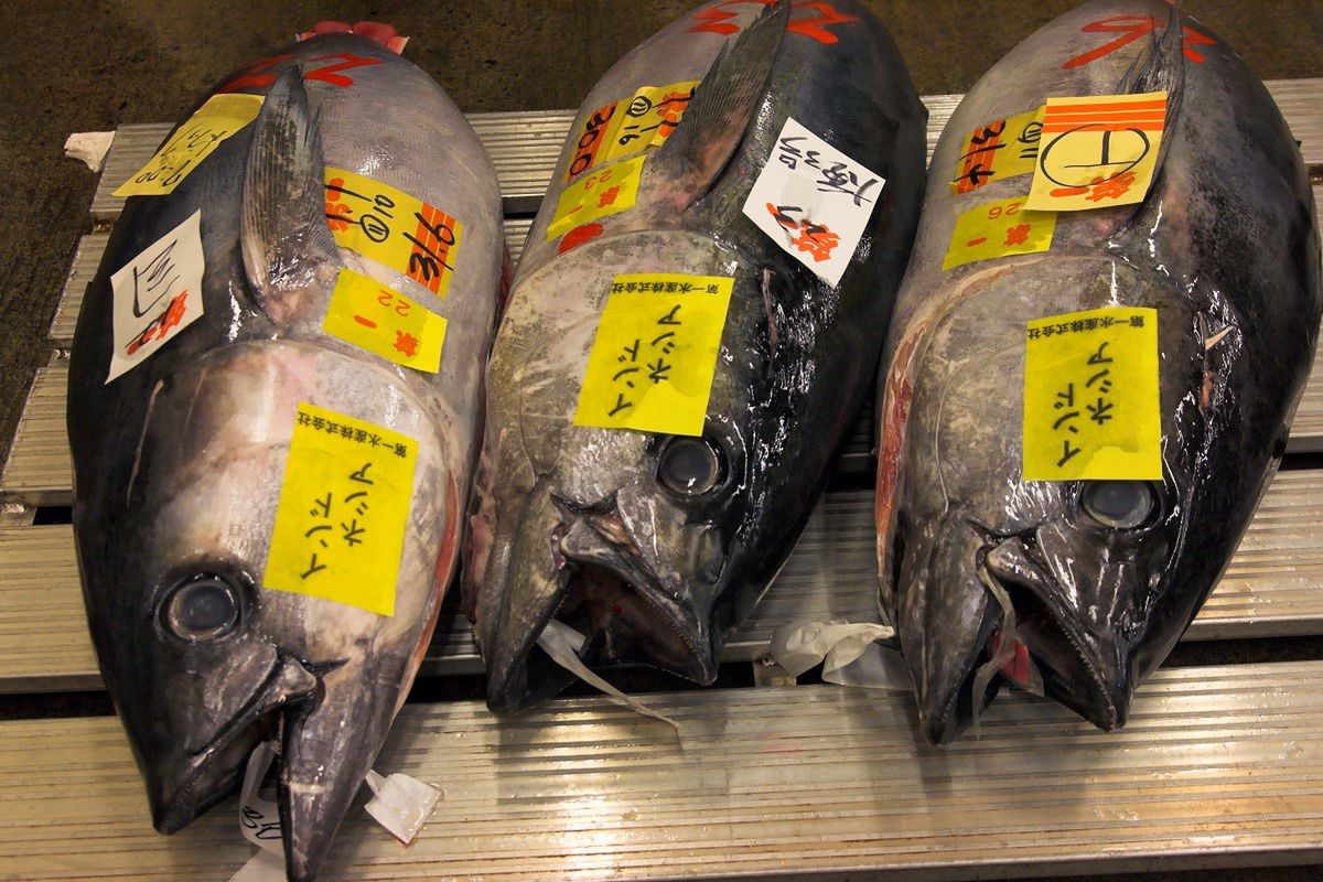 Na targu rybnym Tsukiji w Tokio sprzedano tuńczyka za miliony.
