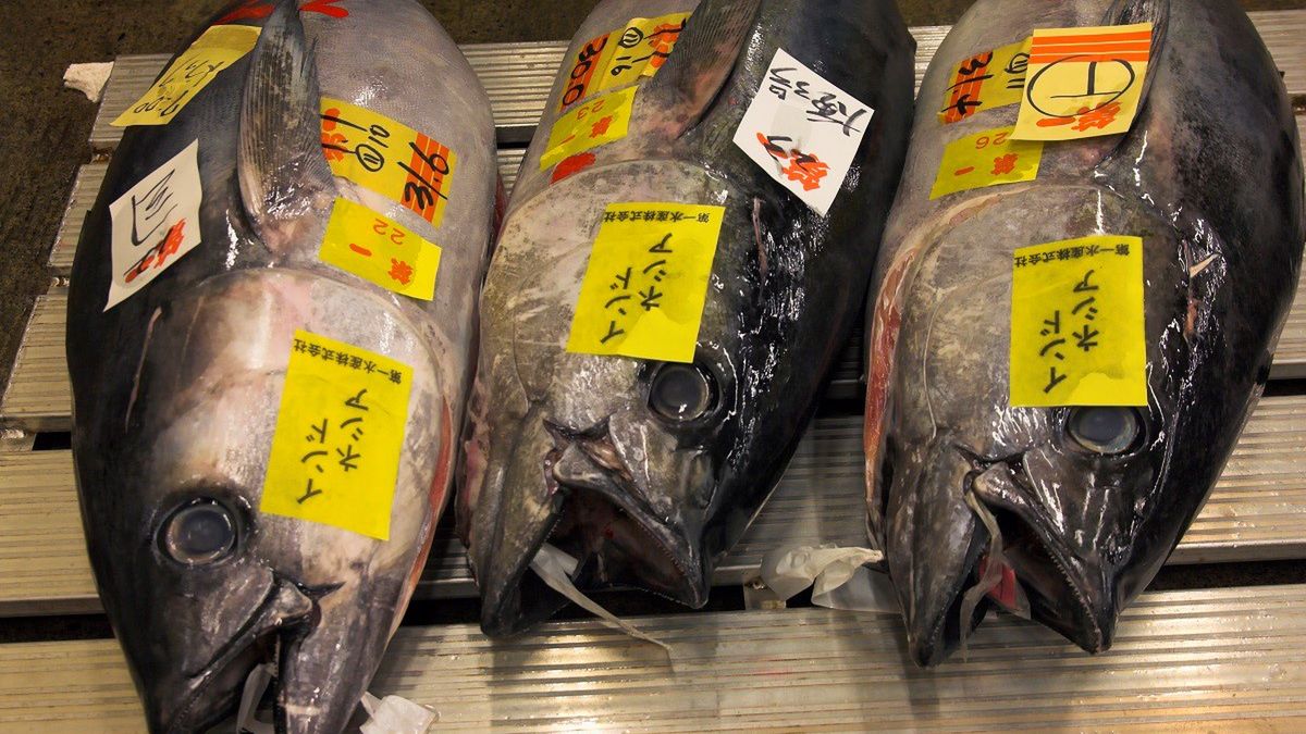 Na targu rybnym Tsukiji w Tokio sprzedano tuńczyka za miliony.