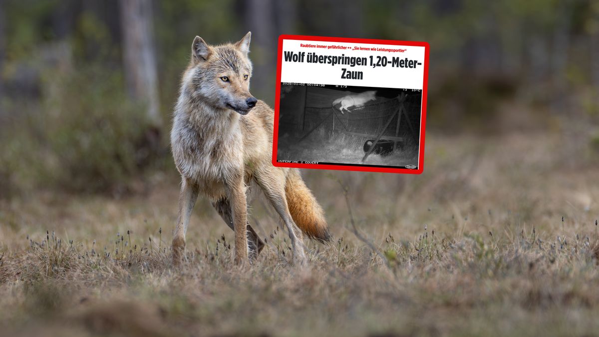 Wilki zaczynają skakać przez płoty.