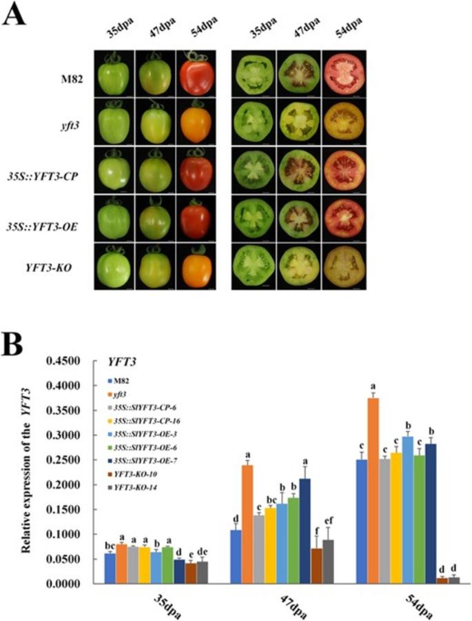 Badacze porównali różne linie pomidorów