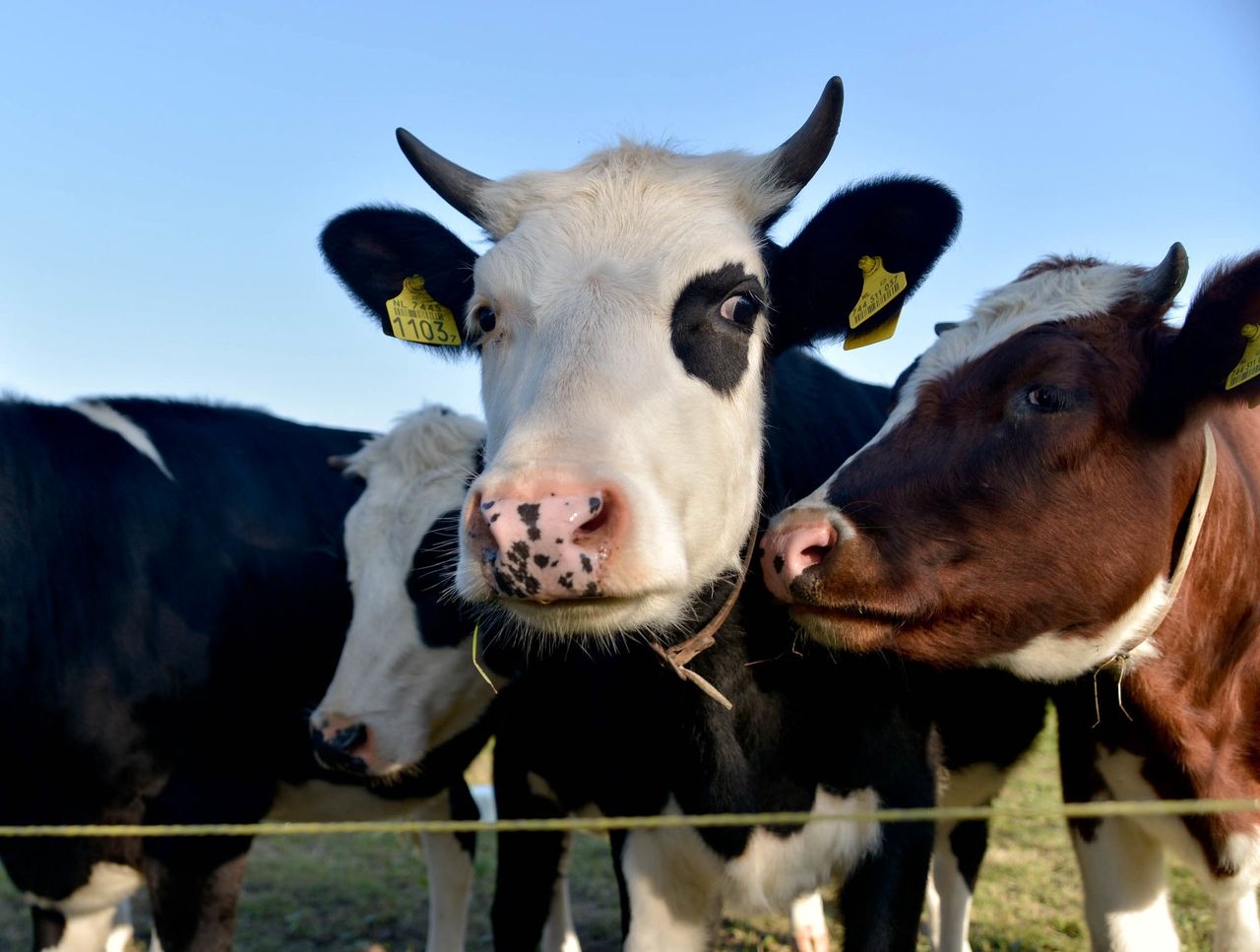 Krowy oczyszczą świat z plastiku? Zaskakujące wyniki badań