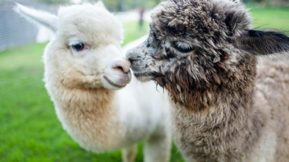 Alpaki to przyjazne, pozytywnie nastawione do ludzi zwierzęta.