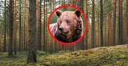 "Nie krzyczała". Śmiertelny atak niedźwiedzia. Wstrząsające kulisy