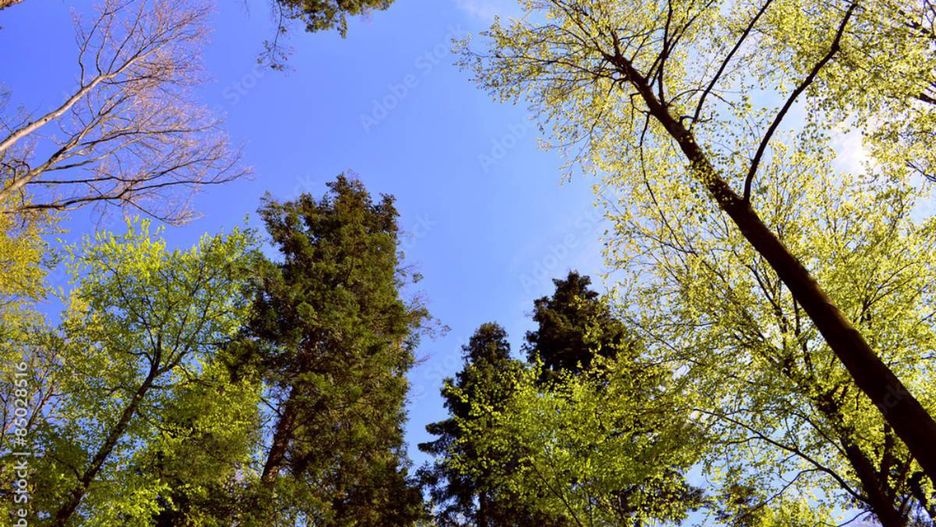 Leśny park rozrywki