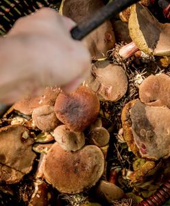 Śląskie. Zbyt mocno zaangażował się w szukanie grzybów, interwencja policjantów i strażaków