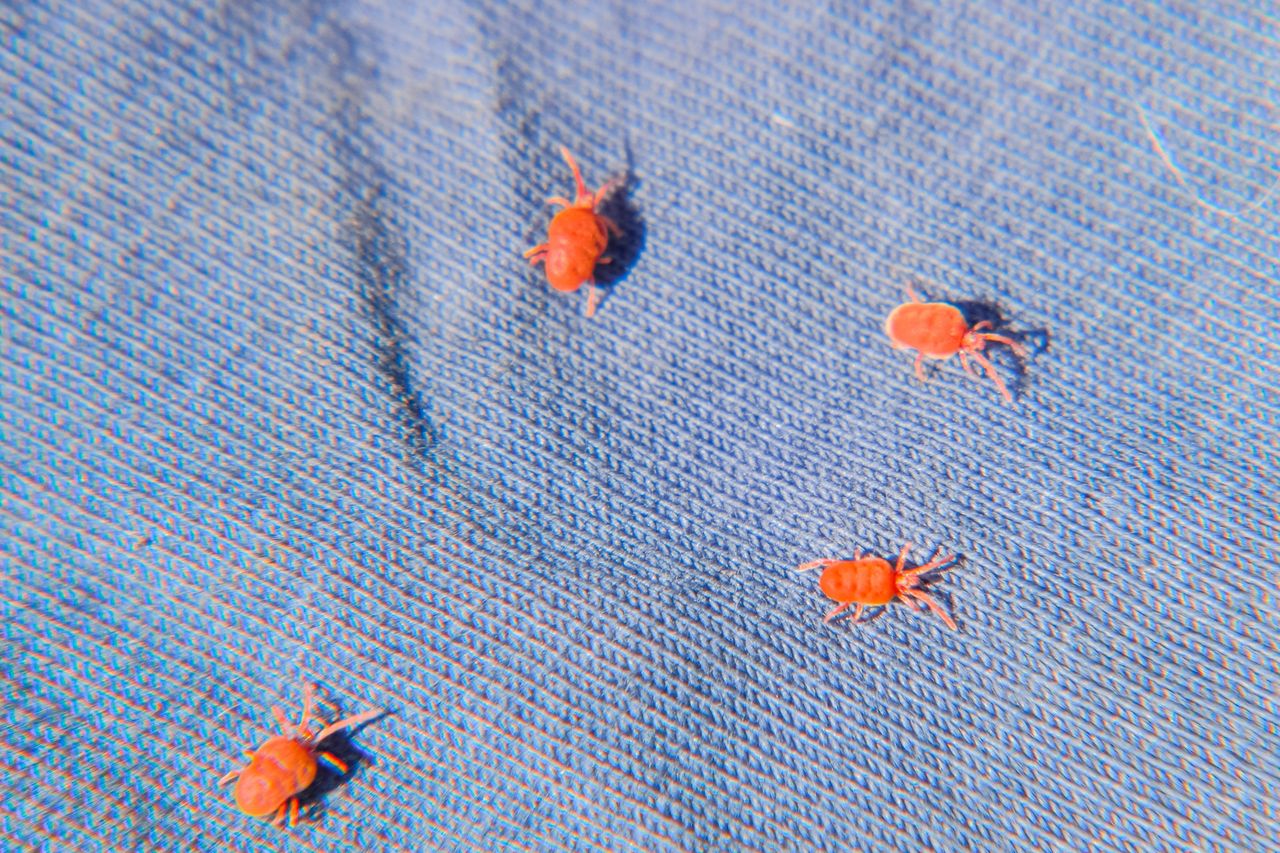 Small, red bugs often appear on balconies