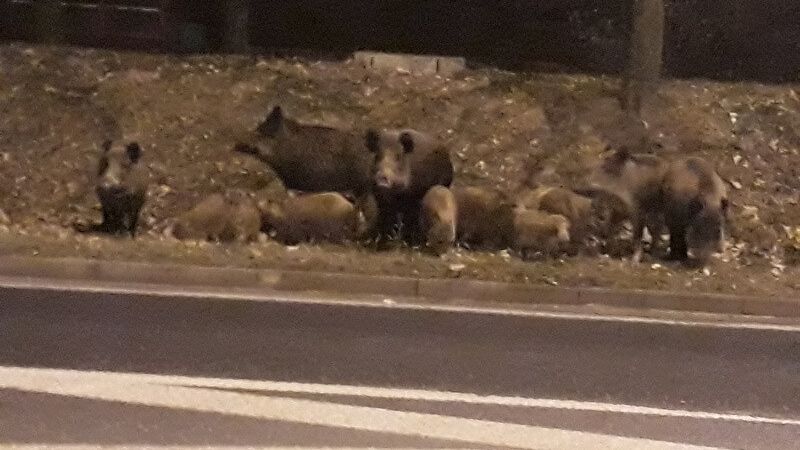 dziki lublin