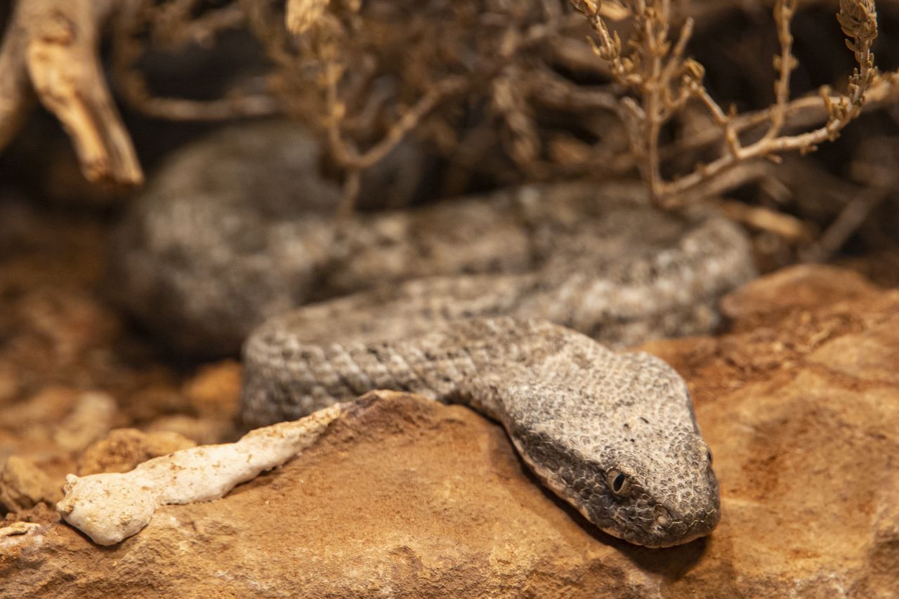 Meditation session turns perilous: British tourist bitten by viper in Cyprus
