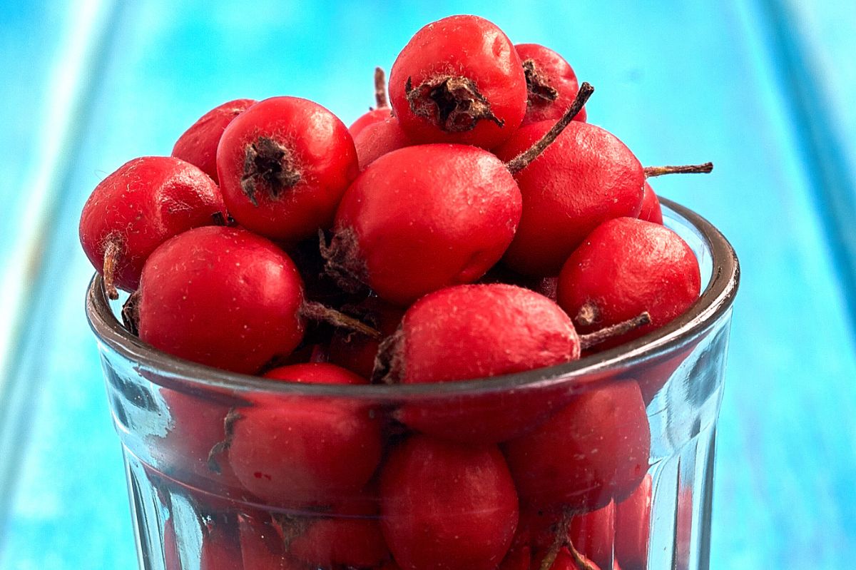 Hawthorn harvest: Nature's heart remedy in Autumn