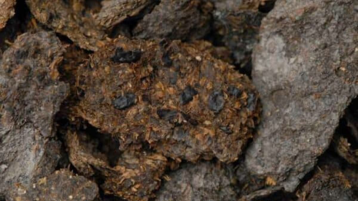 Odkrycie zdziwiło nawet naukowców 