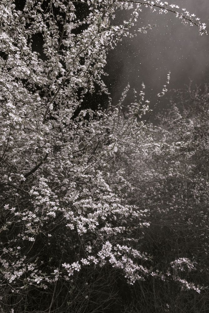 Piękno XIX-wiecznych obrazów natury przeniesione na pole fotografii w projekcie "Blossom" 7