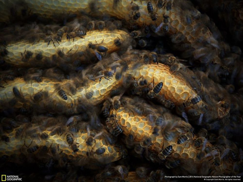 Fotografie natury, która nie przestaje zachwycać. Oto finałowe prace konkursu National Geographic Nature Photographer of the Year 2016 48