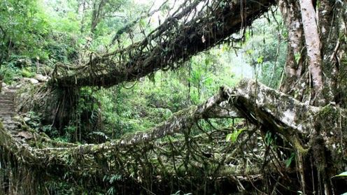 Indyjskie żywe mosty (wideo) 1