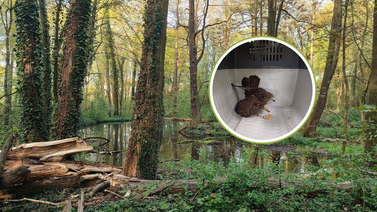 Szybka reakcja leśników uratowała życie młodego drapieżnika