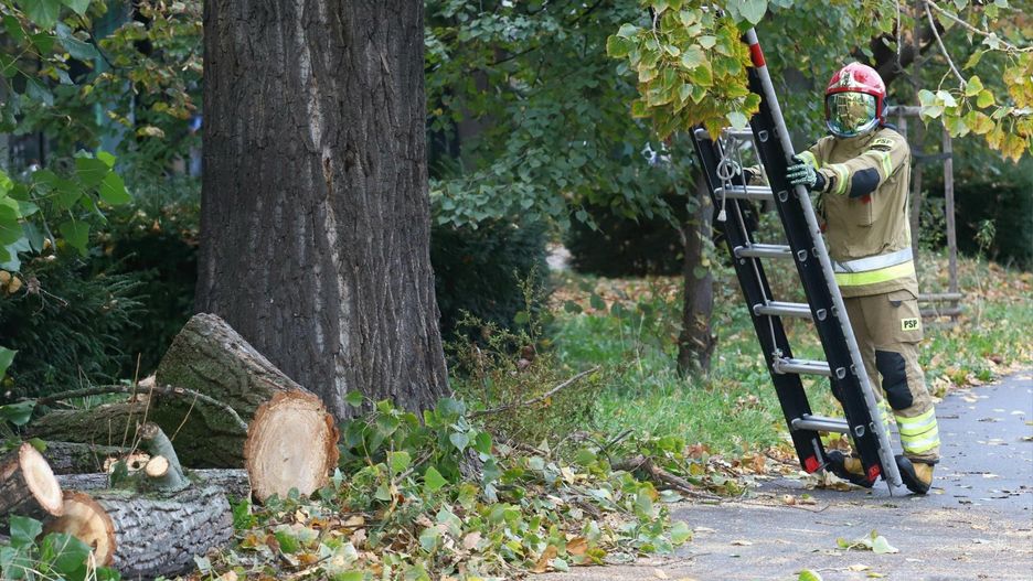 zdjęcie ilustracyjne