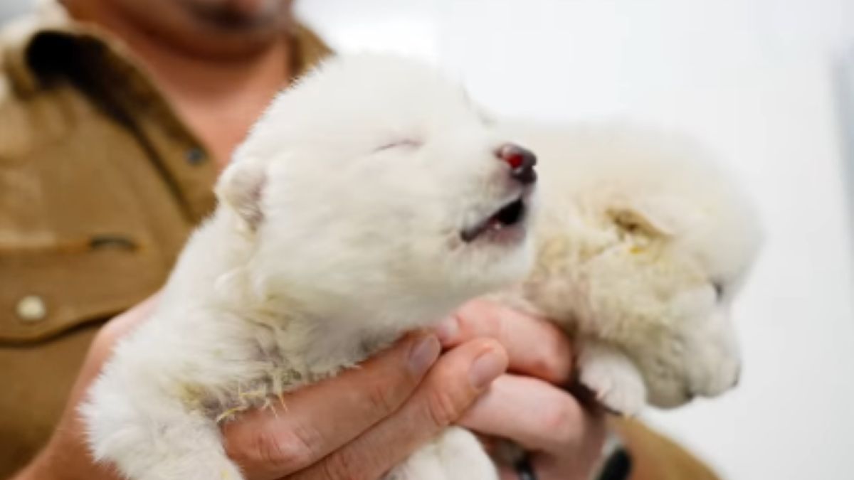 Powrót wilków strasznych. Firma Colossal Biosciences ogłasza