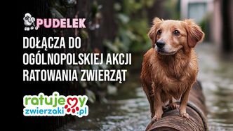 Pudelek dołącza do zbiórki RatujemyZwierzaki. Pomóż z nami zwierzętom, które ucierpiały podczas powodzi