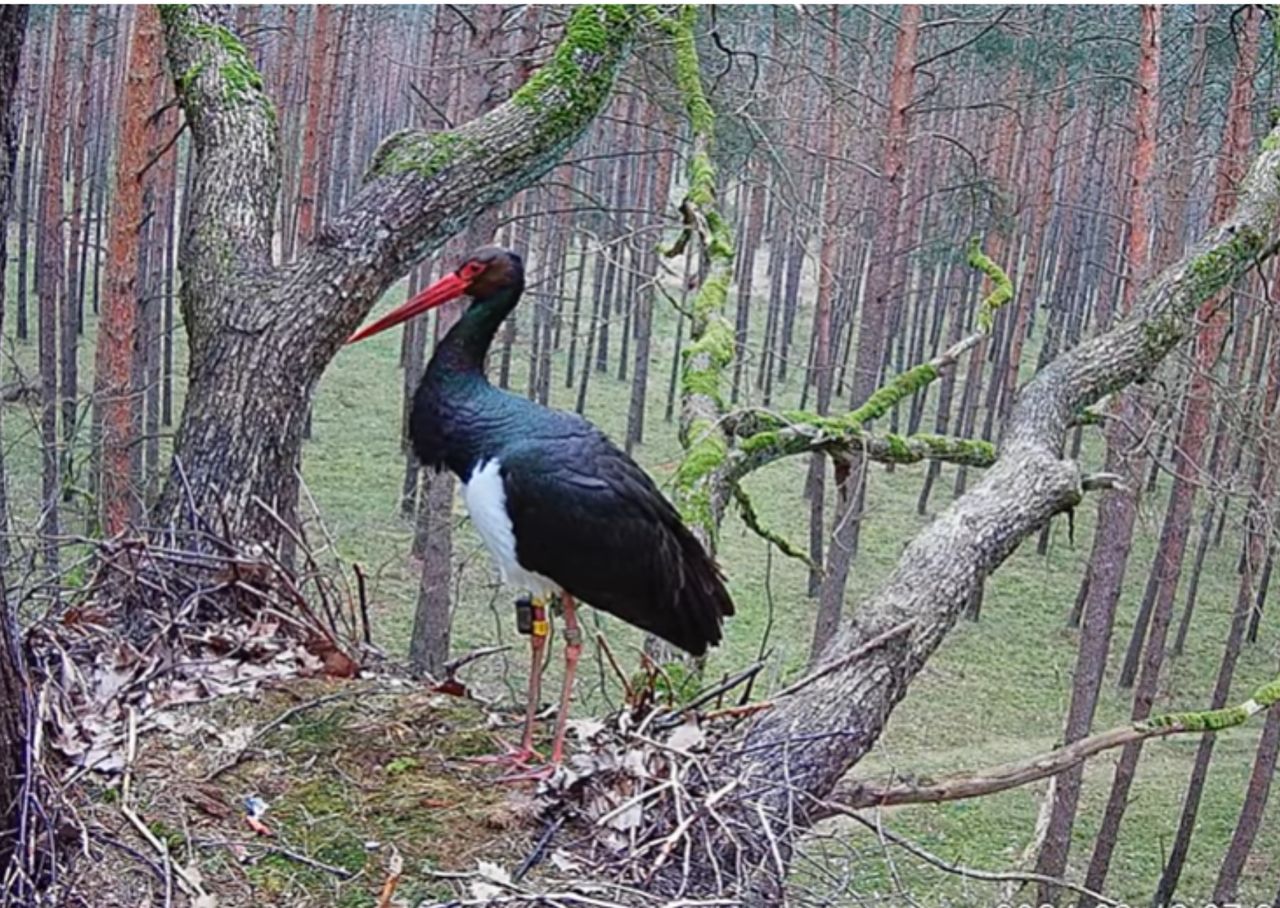 Skierka wróciła. "Nasza piękna ptasia celebrytka"