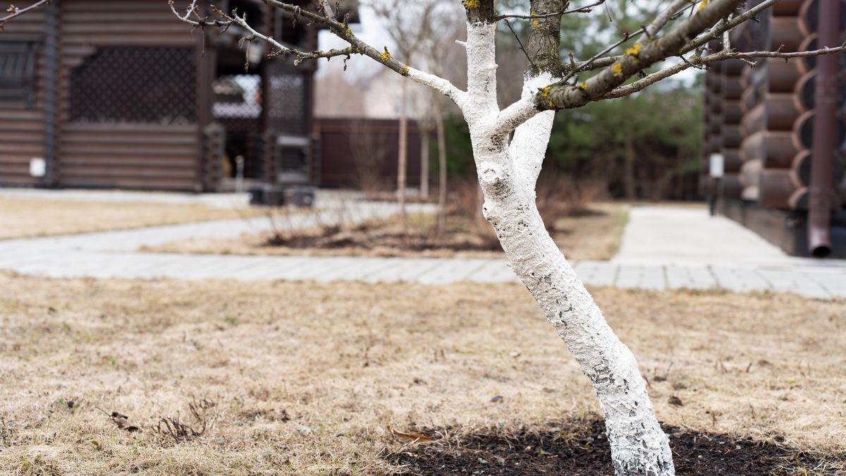 Kiedy bielić drzewka owocowe?