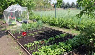 Miały być zdrowe. Znaleźli metale ciężkie w warzywach z ogródków