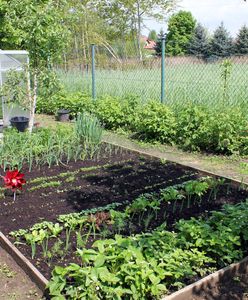 Miały być zdrowe. Znaleźli metale ciężkie w warzywach z ogródków
