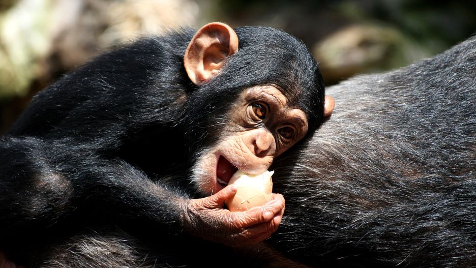 "Living Planet Report 2022" przedstawia brutalną prawdę o stanie dzikiej przyrody