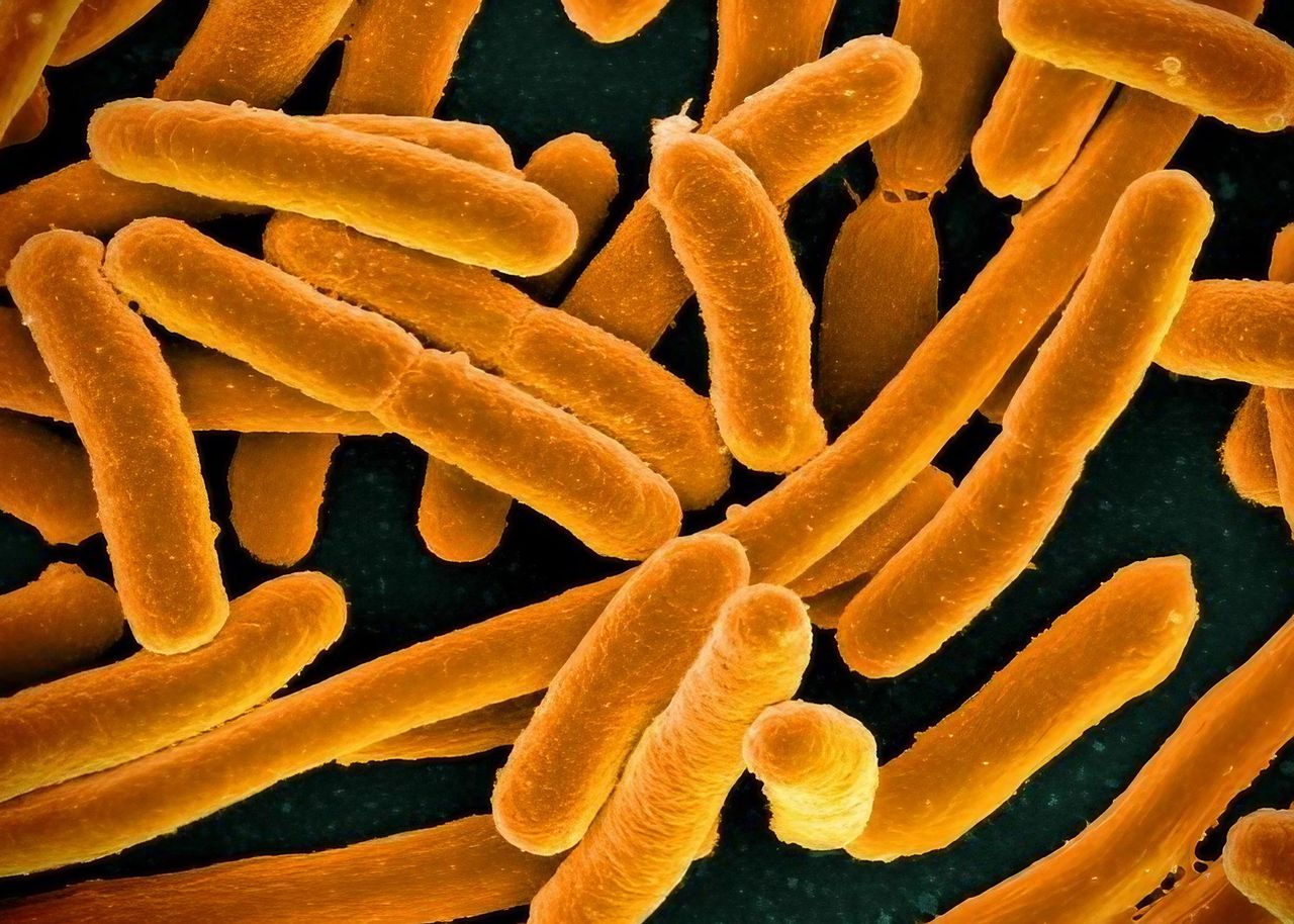Bakterie 