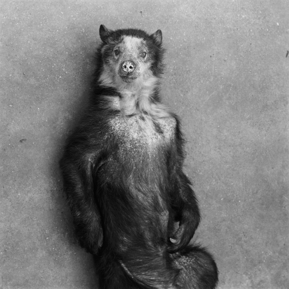 Bardziej ludzkie od ludzi. Wyjątkowe portrety zwierząt autorstwa Jacka Kusza [wywiad] 7