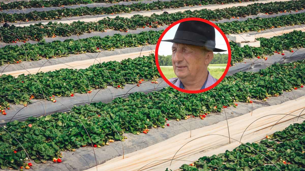 Plantator zaprasza na samozbiory truskawek.